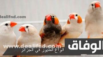 انواع الطيور في الجزائر