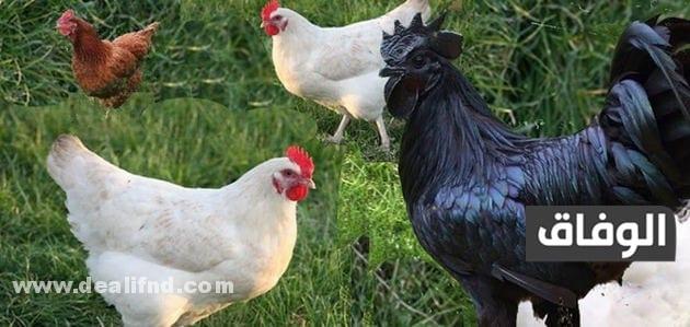 انواع الدجاج في الجزائر