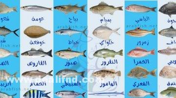 أنواع الأسماك واسمائها بالصور في الجزائر