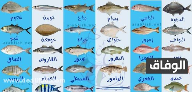 أنواع الأسماك واسمائها بالصور في الجزائر