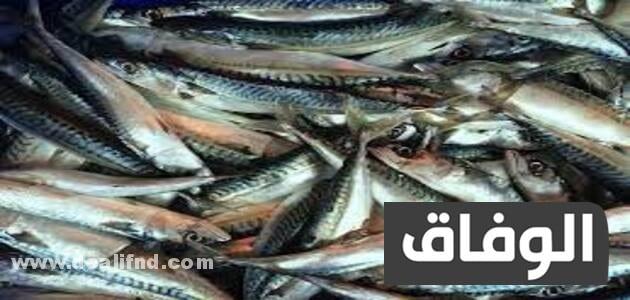 انواع السمك في الجزائر