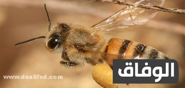 انواع النحل في الجزائر