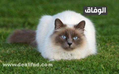 انواع القطط في الجزائر