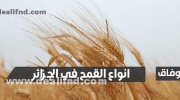انواع القمح في الجزائر