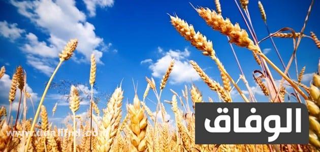 انواع القمح في الجزائر