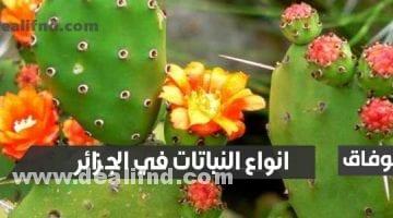 انواع النباتات في الجزائر
