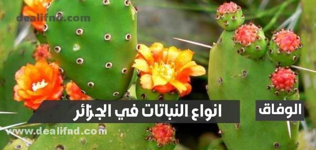 انواع النباتات في الجزائر