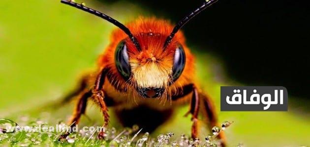 كم عدد عيون النحله