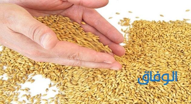 السعودية اليوم الشعير في أسعار اسعار الأرز