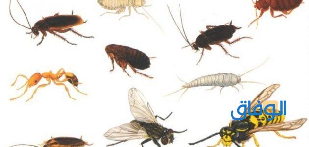 أنواع حشرات المنزل الصغيرة