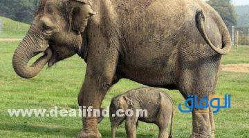 كم مدة حمل الفيل؟