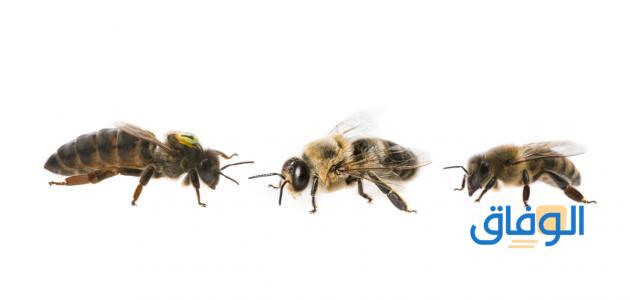 انواع النحل