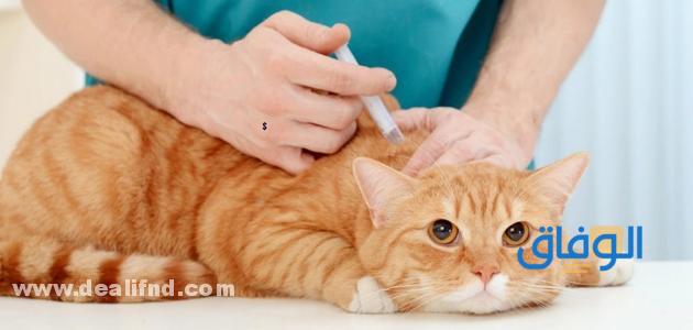 تطعيمات القطط الأساسية