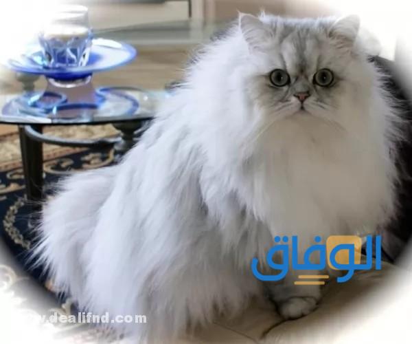 أنواع القطط في السعودية