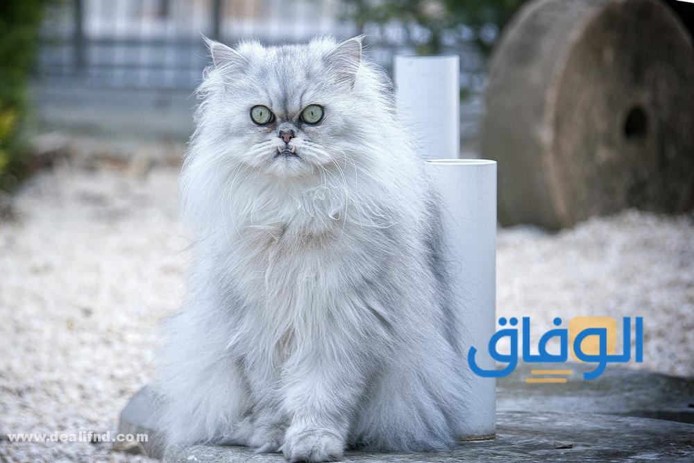 أسعار قطط أصلي وهجين في السعودية