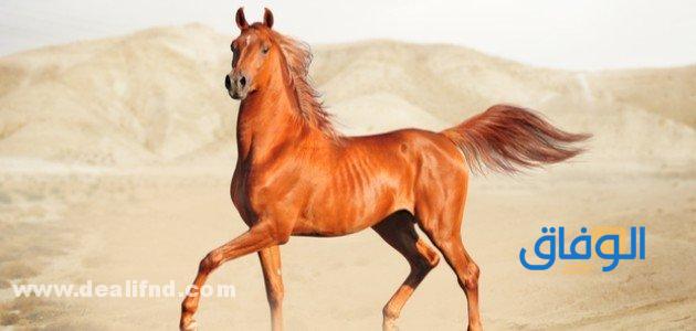 اسعار الخيول في السعودية