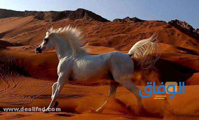 مميزات الخيول العربية الأصيلة