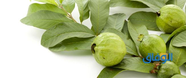  فوائد ورق الجوافة