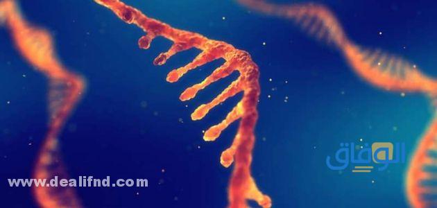 خطوات استخلاص الحمض النووي