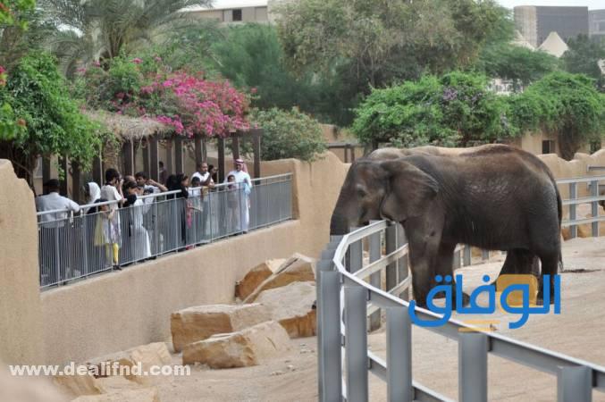 حديقة الحيوان الرياض 