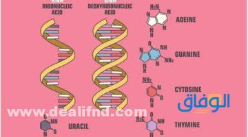 استخلاص الحمض النوويRNA