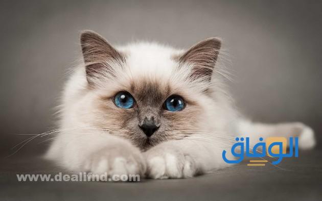 أسماء قطط إناث بالعربية
