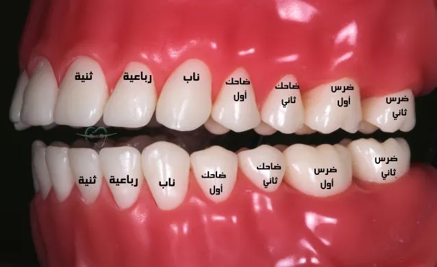 اسماء الاسنان